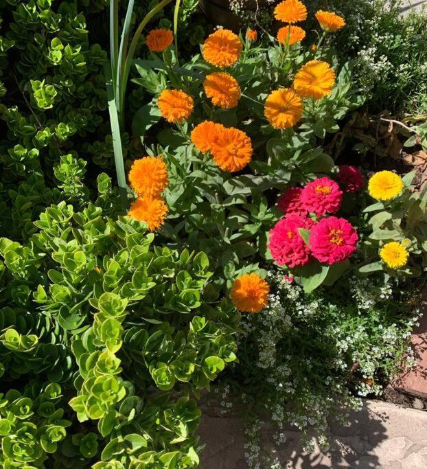 Encanto Cactus Flower Casita Phoenix Eksteriør bilde